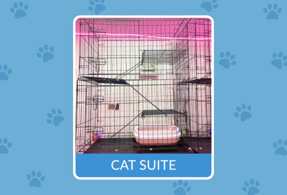 Cat Suite interior